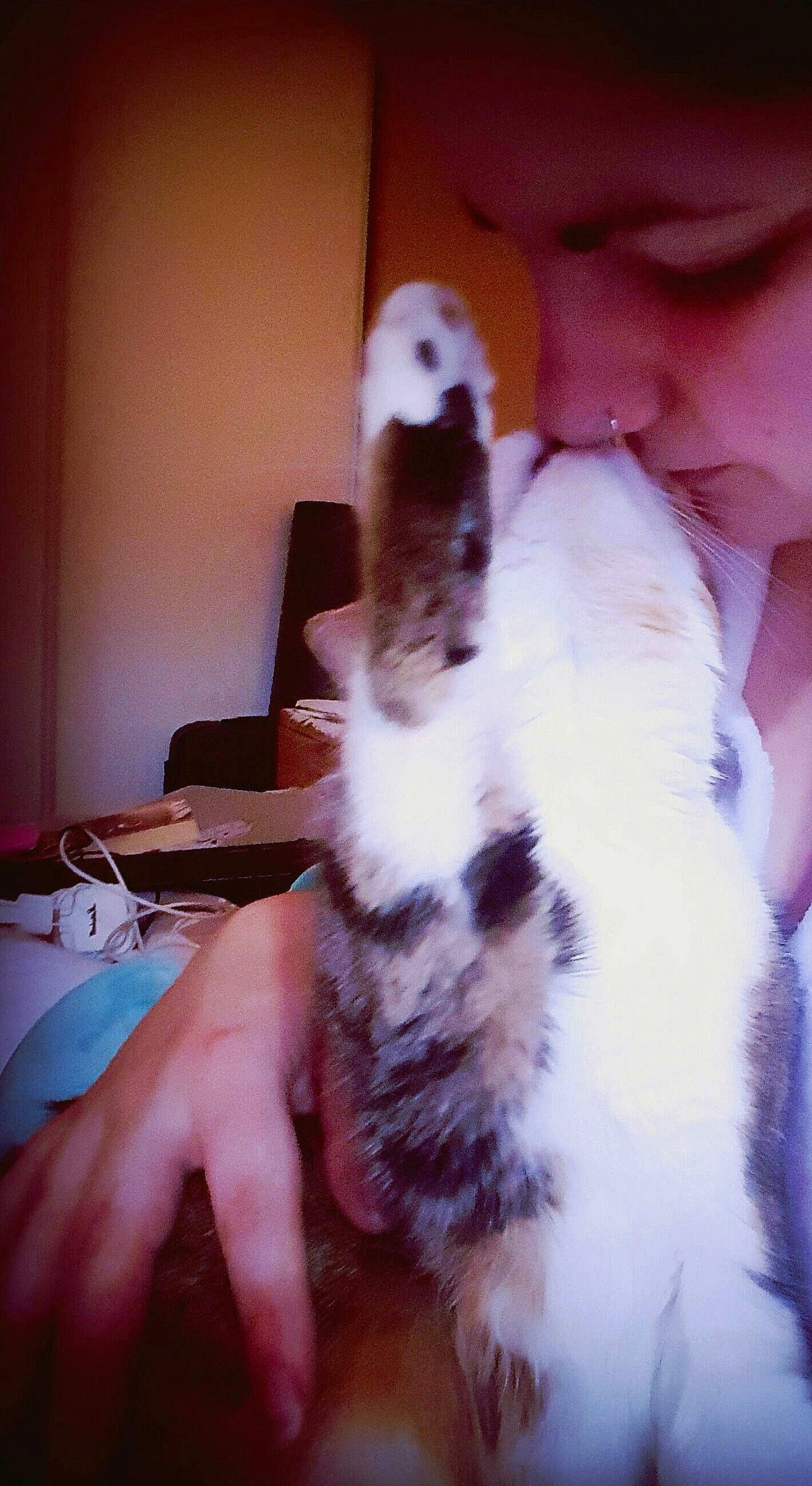 Flem' a rejoint le concours — aidez-le/la à gagner de superbes lots ! canidae, carnivore, cat, companion_dog, dog_breed, ear, fawn, felidae, finger, fur, gesture, hand, human_leg, nail, paw, small_to_medium_sized_cats, snout, tail, thumb, whiskers