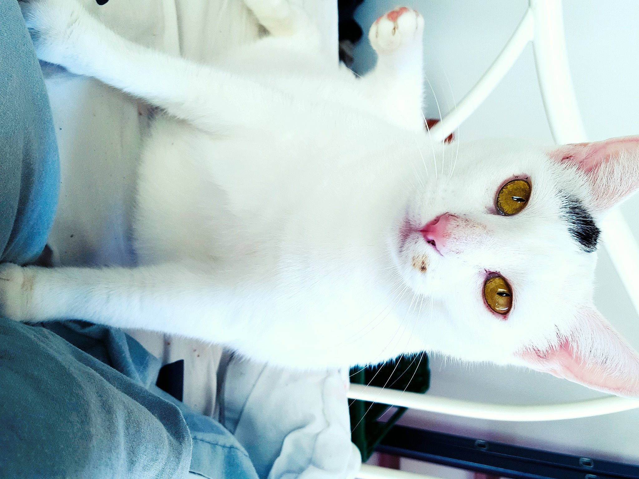 Propagande participe au concours pour gagner de l'argent avec cette photo : carmine, carnivore, cat, domestic_short_haired_cat, eye, eyelash, felidae, foot, fur, gesture, head, paw, plant, small_to_medium_sized_cats, snout, tail, whiskers