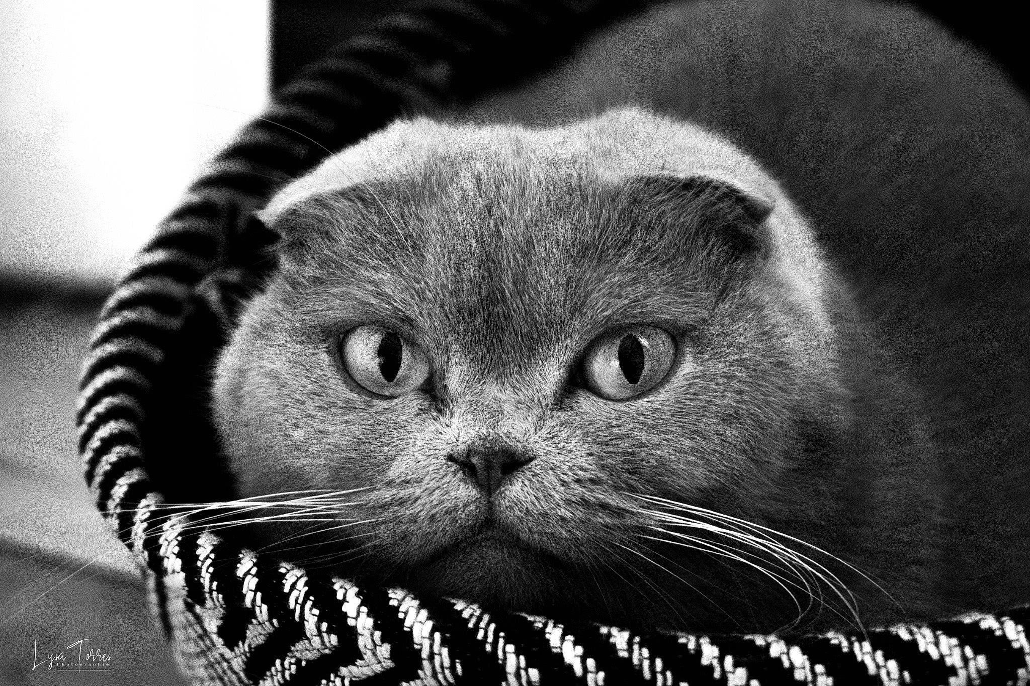 Pioupiou participe au concours pour gagner de l'argent avec cette photo : black, black_and_white, carnivore, cat, close_up, comfort, curious, domestic_short_haired_cat, eye, felidae, fur, grey, head, monochrome, monochrome_photography, small_to_medium_sized_cats, snout, terrestrial_animal, whiskers, white