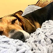 Bella is registered to the contest to win money with this photo: dog, sleeping, blanket, cozy, closeup, resting, fur, indoor, texture, knit, brown, black, white, pet, animal, relaxation, comfort, couch, home, snuggle