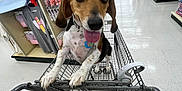 Bella joined the competition — help win amazing prizes! aisle, beagle, bright, collar, colorful, dog, floor, hand, happy, indoor, leash, pet, products, retail, sale_sign, shelves, shopping, shopping_cart, store, tongue_out