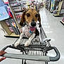 dog, beagle, shopping_cart, store, aisle, sale_sign, pet, tongue_out, happy, floor, shelves, products, collar, leash, shopping, hand, indoor, retail, colorful, bright