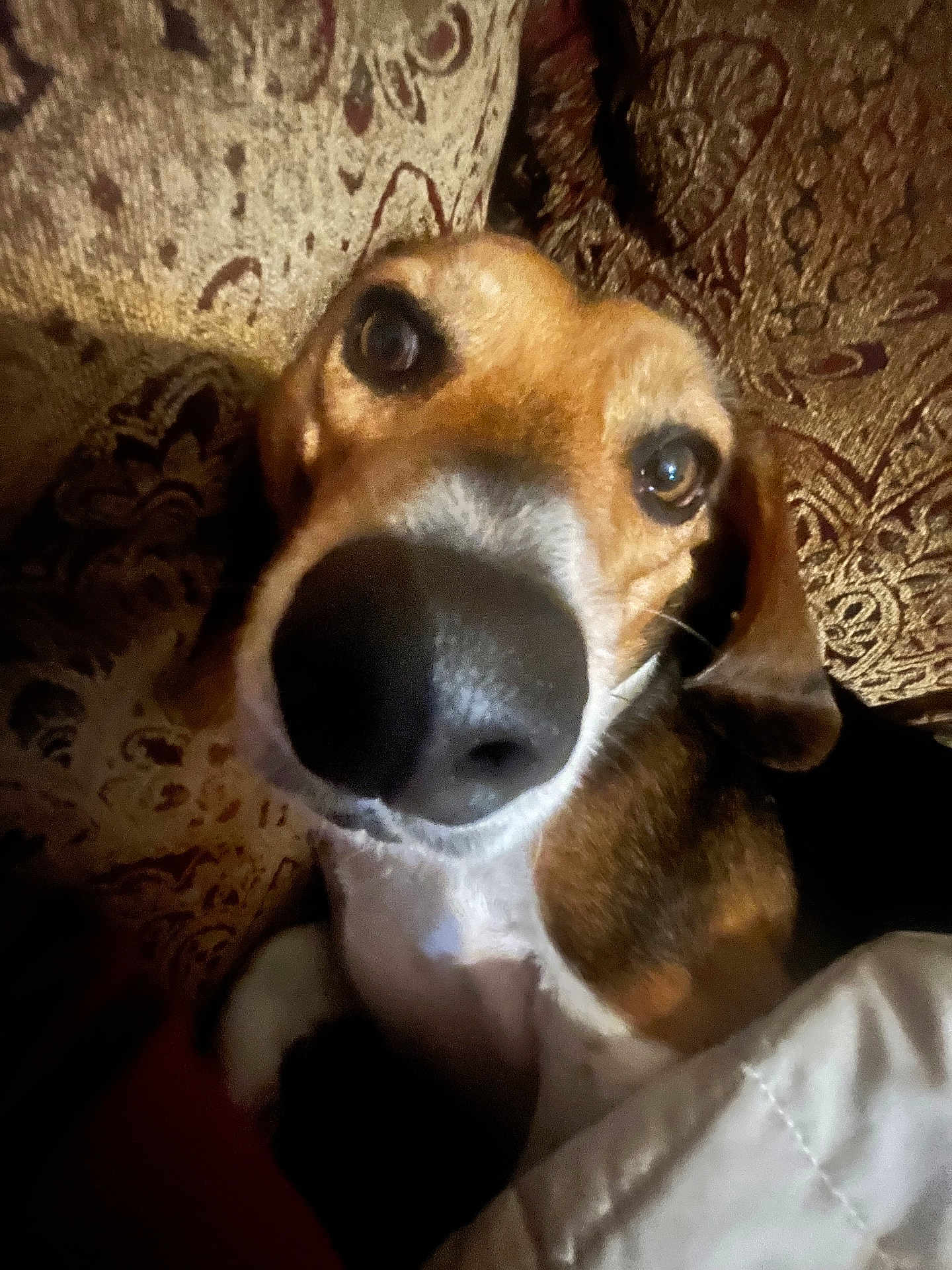 Bella is registered to the contest to win money with this photo: dog, close_up, nose, face, pet, canine, brown, white, couch, pattern, indoor, animal, fur, ears, eyes, resting, portrait, cozy, warm_lighting, curious