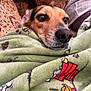 dog, blanket, green_blanket, cartoon_prints, close_up, nose, eyes, cozy, indoor, pet, snuggled, couch, fur, muzzle, relaxed, comfortable, brown_dog, canine, resting, portrait