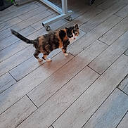 Altesse participe au concours pour gagner de l'argent avec cette photo : cat, calico, indoor, wooden_floor, furniture, curious, pet, animal, floor_tiles, looking_back, tail_up, home, domestic_cat, four_legs, ears, whiskers, eyes, small_animal, walking, light