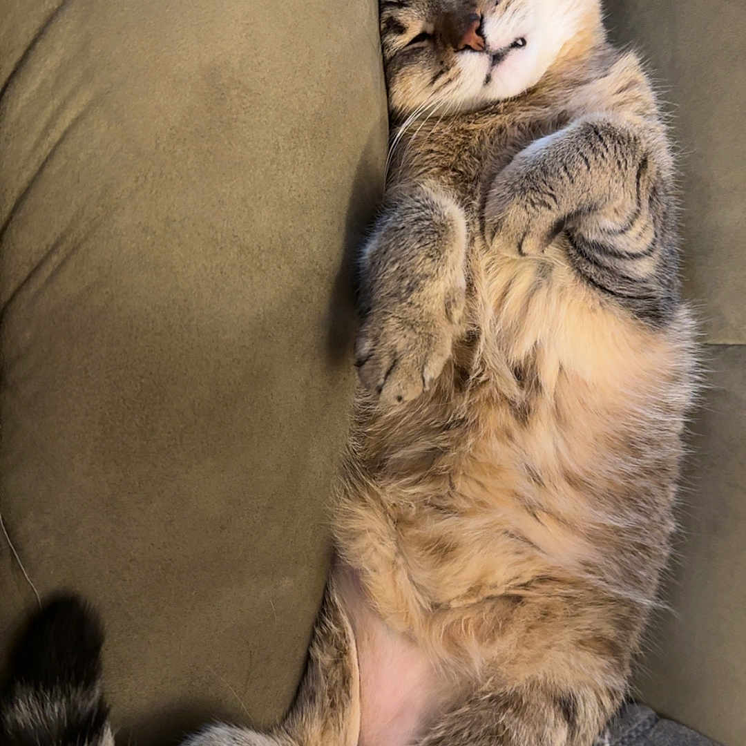 Bean is registered to the contest to win money with this photo: abyssinian, animal, architecture, armchair, building, cat, chair, couch, cushion, furniture, homedecor, indoors, kitten, livingroom, manx, person, pet, room, siamese, sleeping