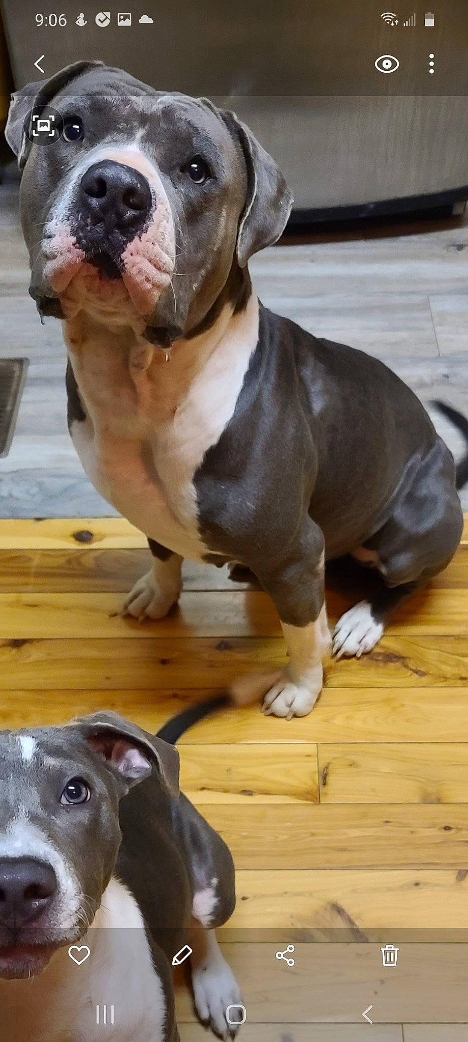 Beaux joined the competition — help win amazing prizes! canidae, carnivore, collar, companion_dog, dog, dog_breed, fawn, floor, flooring, foot, hardwood, liver, pet_supply, skin, snout, sporting_group, terrestrial_animal, vertebrate, wood, working_animal