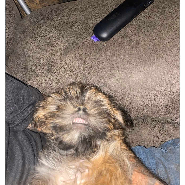 Layla is registered to the contest to win money with this photo: black, brown, canine, closeup, companion, couch, cute, dog, domestic_animal, fur, furniture, indoor, mouth, pet, relaxed, remote_control, resting, scruffy, snout, teeth