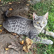 Maxwell joined the competition — help win amazing prizes! cat, kitten, gray_tabby, grass, dirt, yellow_eyes, animal, pet, outdoor, nature, curious, feline, young, lying_down, ears, whiskers, paws, leaves, close_up, daylight