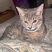 Maxwell joined the competition — help win amazing prizes! animal, bed, blanket, cat, closeup, collar, cozy, cute, domestic, ears, eyes, feline, fur, gray_tabby, household, indoor, pet, resting, sleepy, whiskers