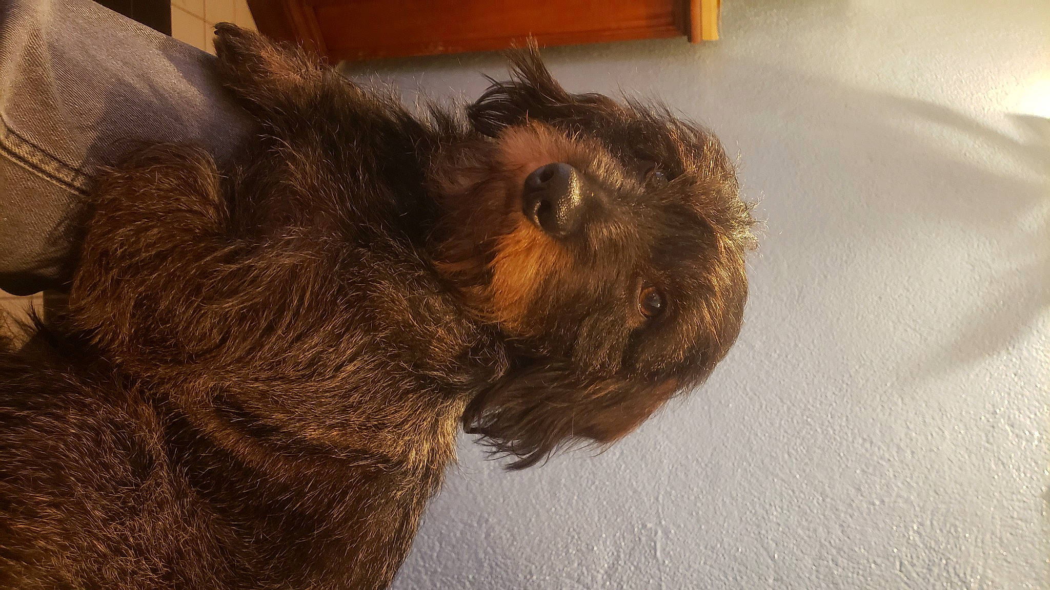 Rawette a rejoint le concours — aidez-le/la à gagner de superbes lots ! brown, canidae, carnivore, comfort, companion_dog, dog, dog_breed, fawn, fur, liver, snout, sporting_group, tail, terrestrial_animal, terrier, whiskers, wood, working_animal