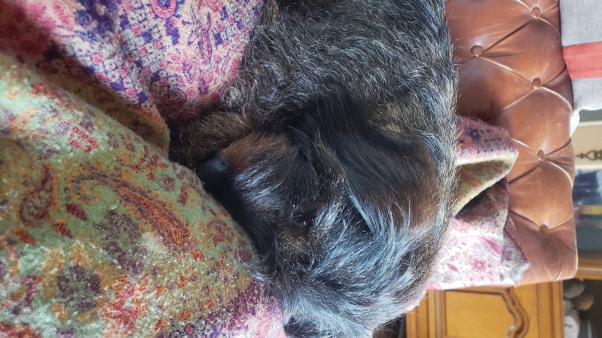 Rawette participe au concours pour gagner de l'argent avec cette photo : canidae, carnivore, dog, dog_breed, dye, fawn, felidae, fur, liver, magenta, pattern, small_to_medium_sized_cats, snout, sporting_group, tail, thread, whiskers, wool, woolen, working_animal