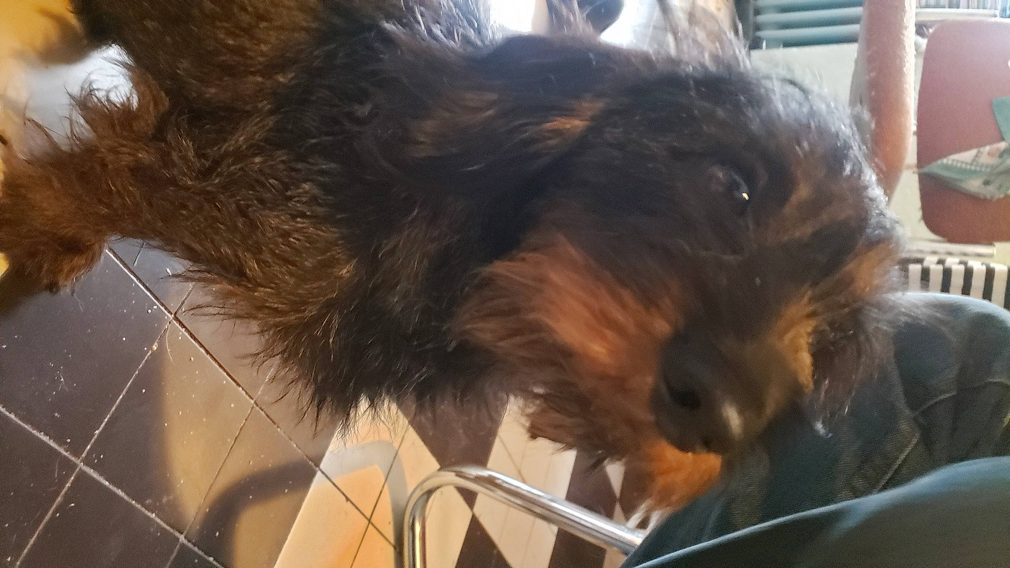 Rawette participe au concours pour gagner de l'argent avec cette photo : canidae, carnivore, claw, companion_dog, dog, dog_breed, fur, liver, small_terrier, snout, sporting_group, tail, terrestrial_animal, terrier, toy_dog, whiskers, working_animal, yorkipoo