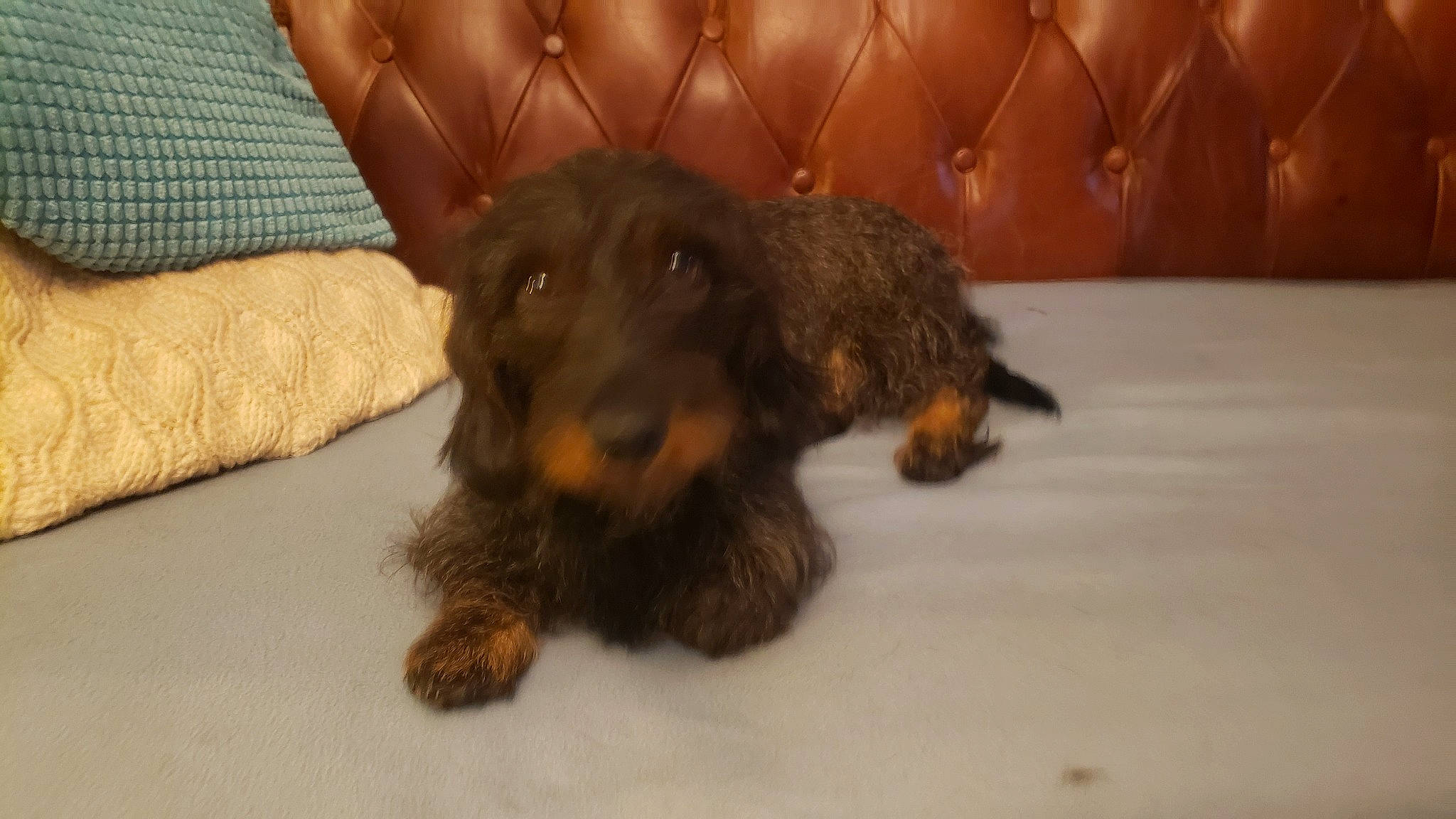 Rawette a rejoint le concours — aidez-le/la à gagner de superbes lots ! canidae, carnivore, chair, comfort, companion_dog, dog, dog_breed, flooring, fur, hardwood, liver, paw, puppy, sporting_group, terrestrial_animal, terrier, working_animal, working_dog