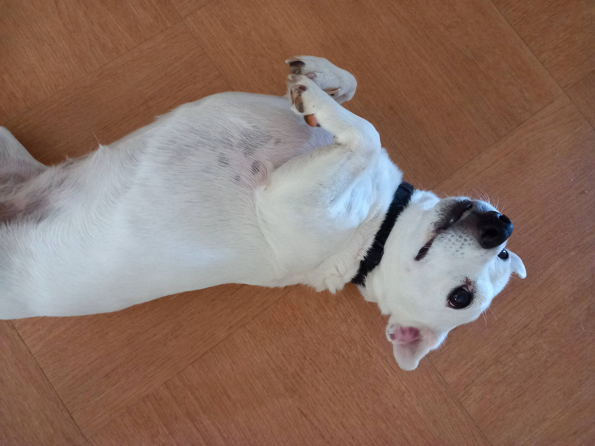 Heidi participe au concours pour gagner de l'argent avec cette photo : carnivore, collar, comfort, companion_dog, dog, dog_breed, dog_collar, dog_supply, ear, flooring, foot, fur, hardwood, paw, pet_supply, sporting_group, tail, whiskers, wood, wrist