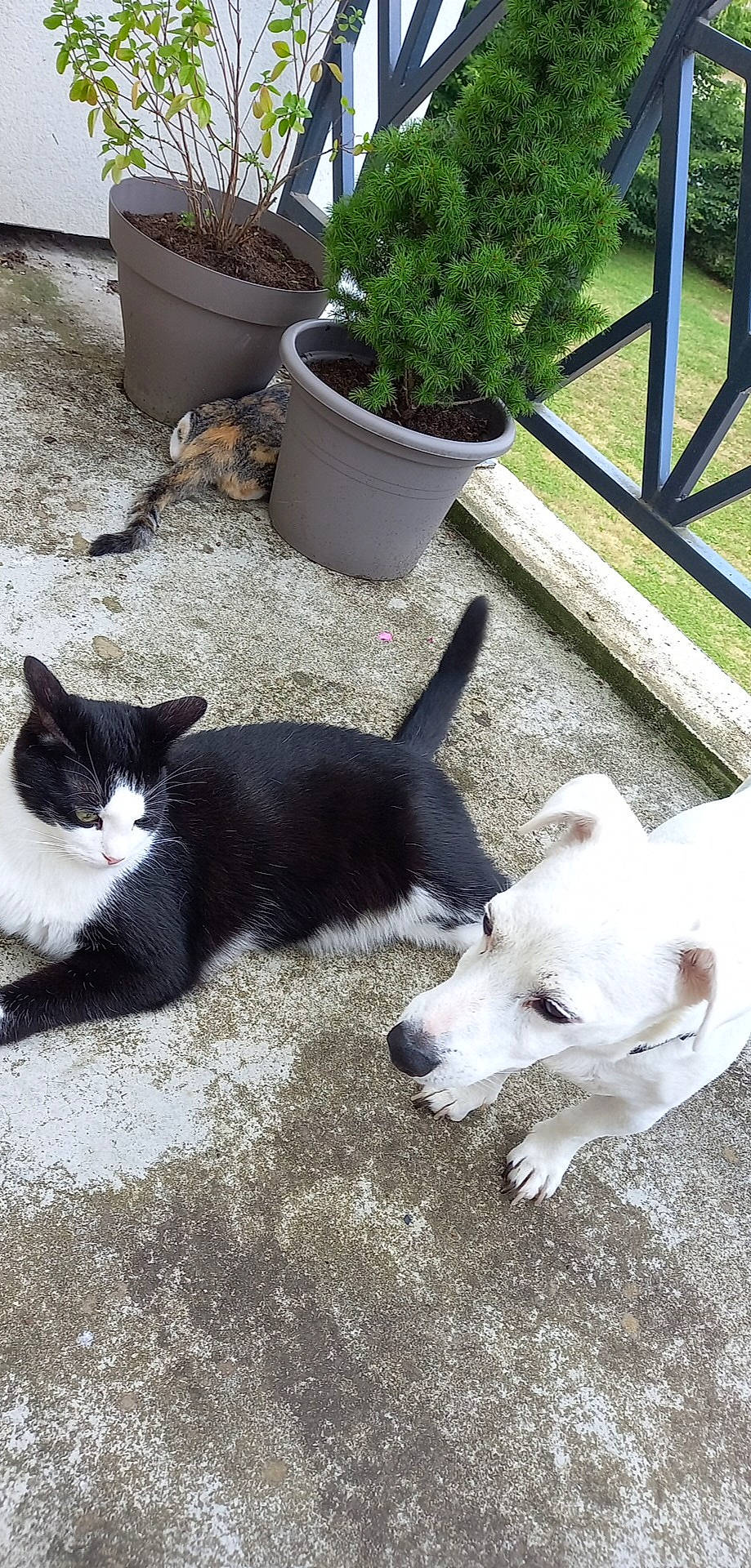 Heidi a rejoint le concours — aidez-le/la à gagner de superbes lots ! carnivore, cat, collar, companion_dog, dog, dog_breed, domestic_short_haired_cat, felidae, flowerpot, fur, grass, green, houseplant, plant, small_to_medium_sized_cats, snout, sporting_group, tail, whiskers, working_animal