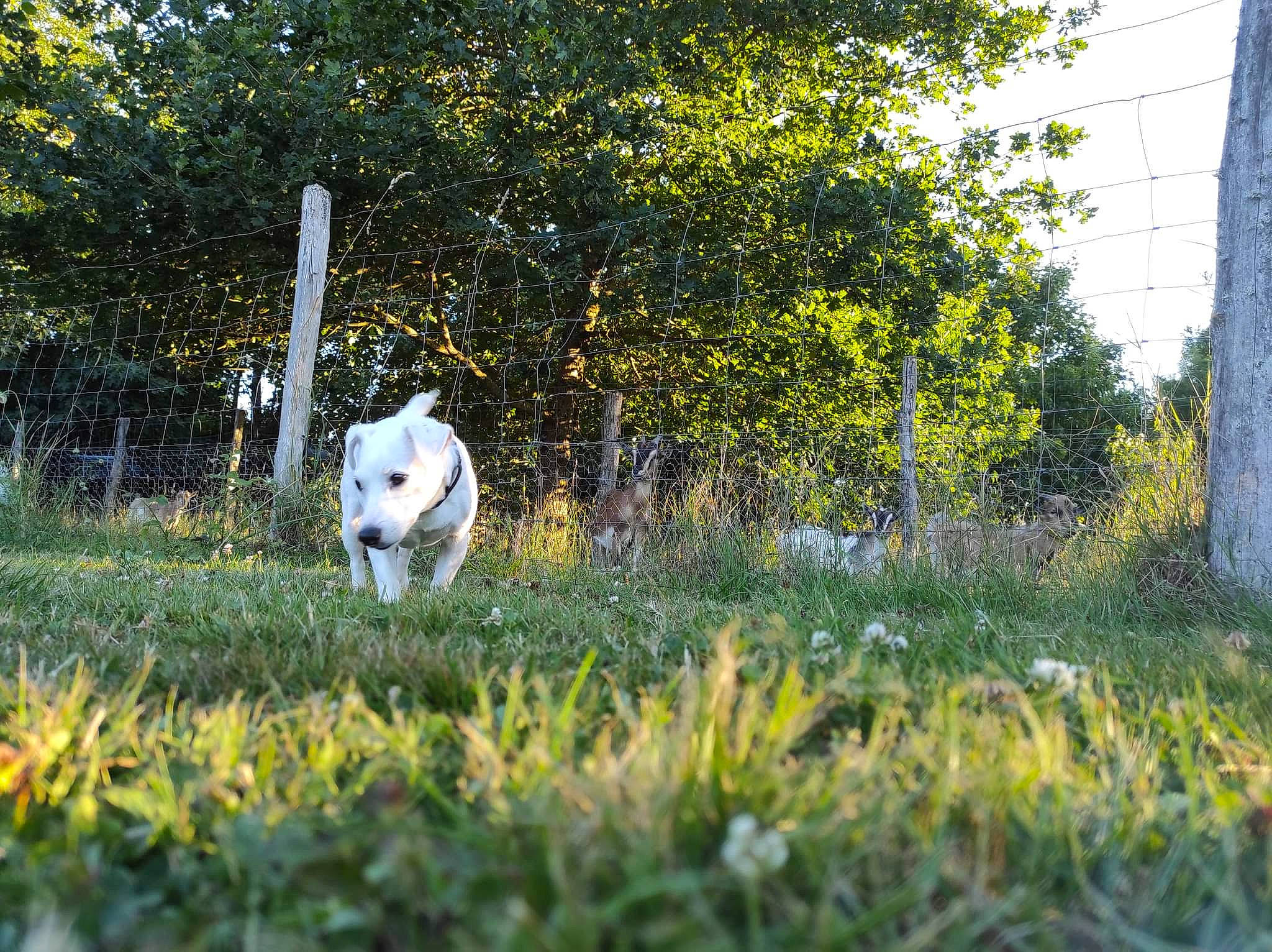 Heidi participe au concours pour gagner de l'argent avec cette photo : ball, carnivore, companion_dog, dog_breed, field, football, grass, grass_family, grassland, groundcover, landscape, lawn, meadow, natural_landscape, pasture, people_in_nature, plant, shrub, sporting_group, tree