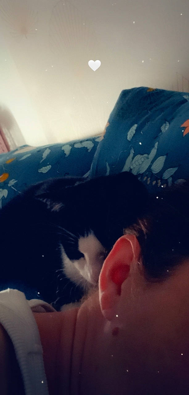 Roméo participe au concours pour gagner de l'argent avec cette photo : carnivore, cat, cloud, comfort, electric_blue, eye, felidae, finger, gesture, head, human_body, human_leg, leg, small_to_medium_sized_cats, snout, tail, textile, vertebrate, whiskers, window