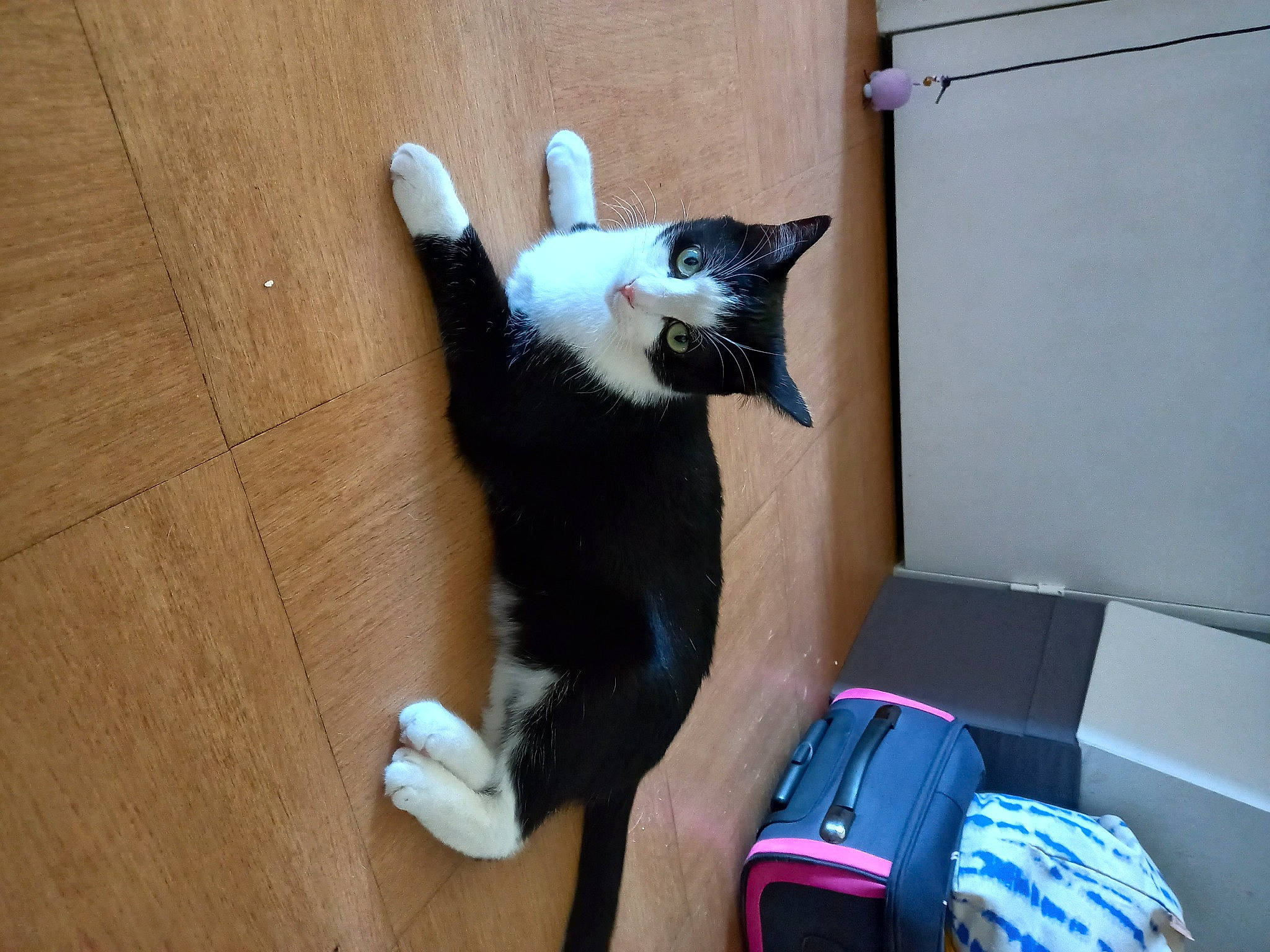 Roméo a rejoint le concours — aidez-le/la à gagner de superbes lots ! backpack, bag, baggage, canidae, carnivore, cat, cat_supply, comfort, domestic_short_haired_cat, electric_blue, felidae, floor, flooring, fur, hardwood, luggage_and_bags, small_to_medium_sized_cats, tail, whiskers, wood