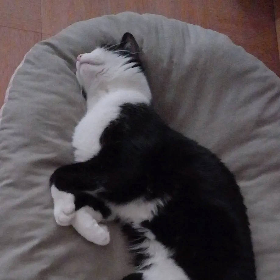 Roméo a rejoint le concours — aidez-le/la à gagner de superbes lots ! canidae, carnivore, cat, claw, comfort, companion_dog, dog_breed, domestic_short_haired_cat, felidae, fur, nap, paw, small_to_medium_sized_cats, snout, sporting_group, tail, terrestrial_animal, textile, whiskers