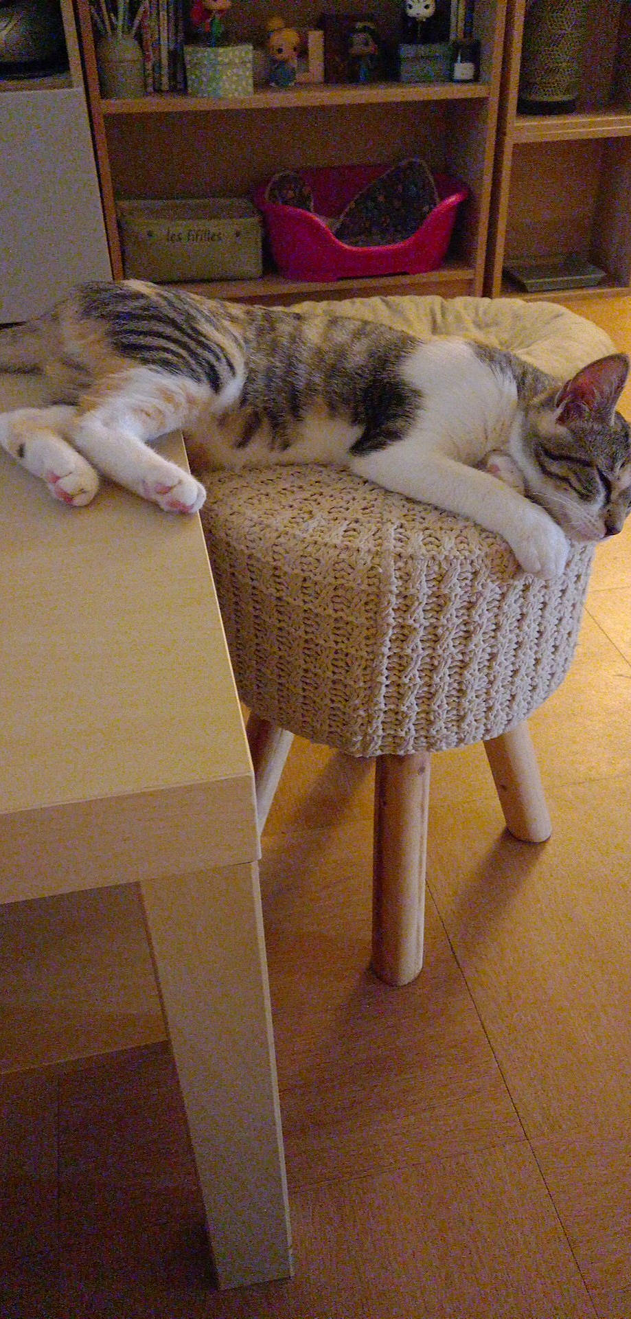 Tia participe au concours pour gagner de l'argent avec cette photo : carnivore, cat, cat_supply, comfort, companion_dog, domestic_short_haired_cat, fawn, felidae, flooring, fur, hardwood, mammal, room, small_to_medium_sized_cats, table, tail, vertebrate, whiskers, wood, wood_flooring