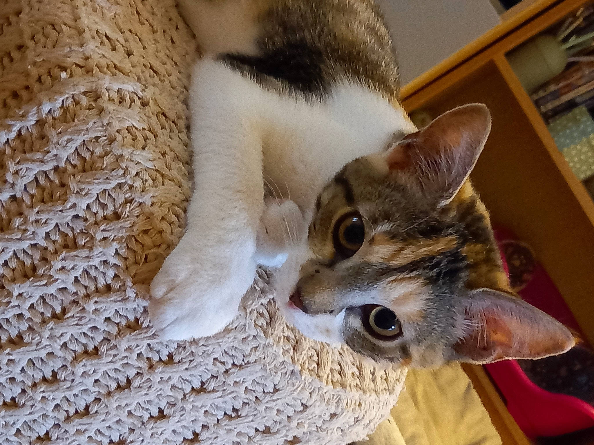 Tia participe au concours pour gagner de l'argent avec cette photo : bookcase, carnivore, cat, cat_supply, close_up, comfort, domestic_short_haired_cat, fawn, felidae, fur, paw, shelf, shelving, small_to_medium_sized_cats, snout, tail, whiskers, wildlife, wood, woven_fabric