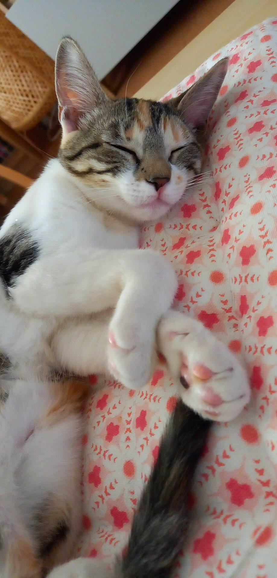 Tia a rejoint le concours — aidez-le/la à gagner de superbes lots ! carnivore, cat, claw, comfort, domestic_short_haired_cat, fawn, felidae, fur, linens, paw, small_to_medium_sized_cats, snout, tail, whiskers