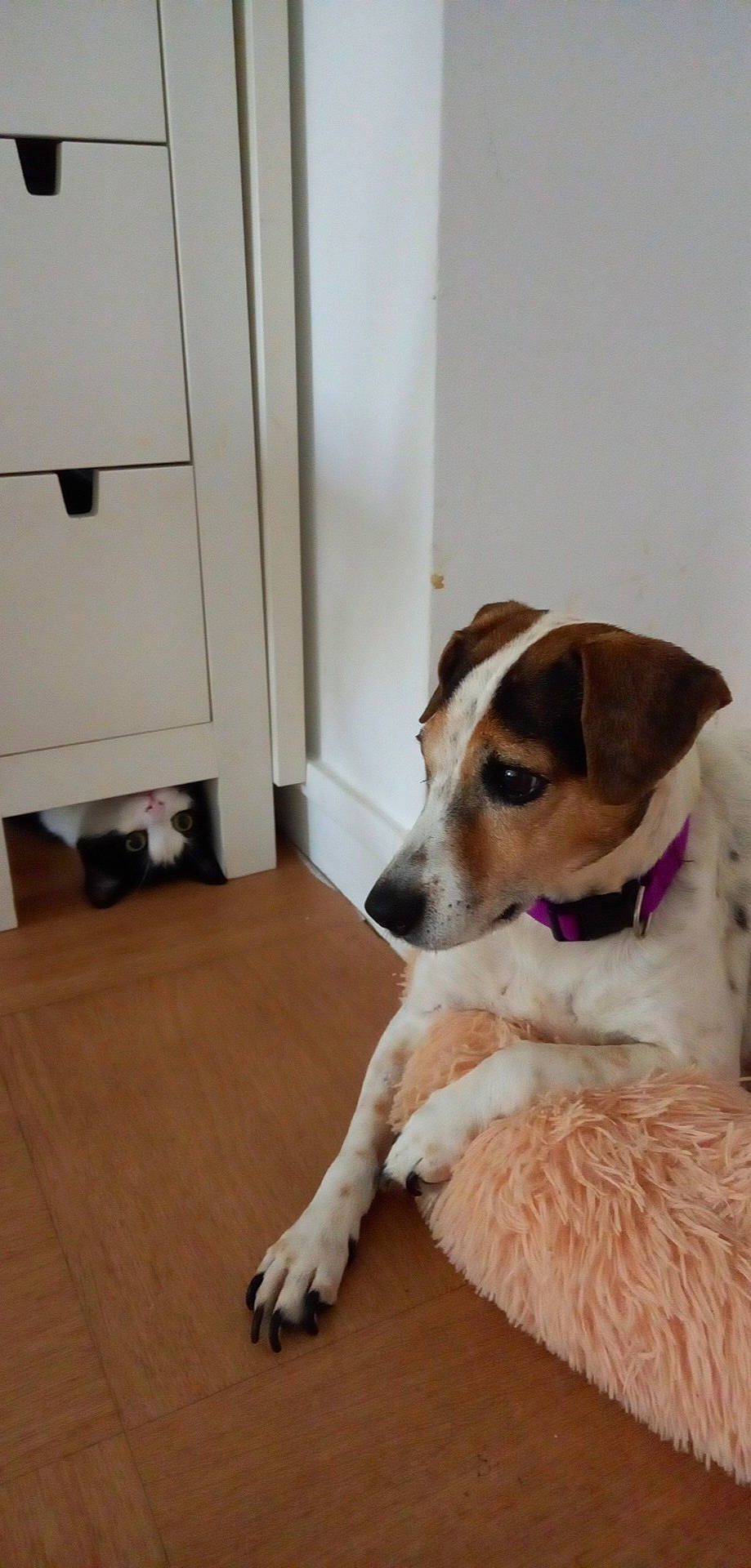 Genna participe au concours pour gagner de l'argent avec cette photo : carnivore, collar, comfort, companion_dog, dog, dog_breed, door, fawn, floor, flooring, fur, hardwood, irishjacks, laminate_flooring, paw, varnish, wood, wood_flooring, wood_stain, working_animal