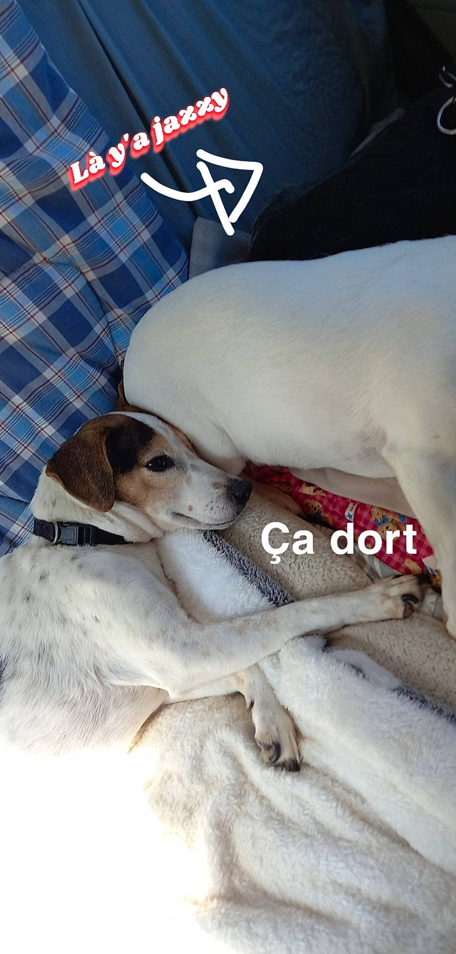 Genna participe au concours pour gagner de l'argent avec cette photo : canidae, carnivore, comfort, companion_dog, dog, dog_breed, dog_supply, fawn, font, fur, nap, paw, pet_supply, plaid, snout, sporting_group, tartan, terrestrial_animal, whiskers, working_animal