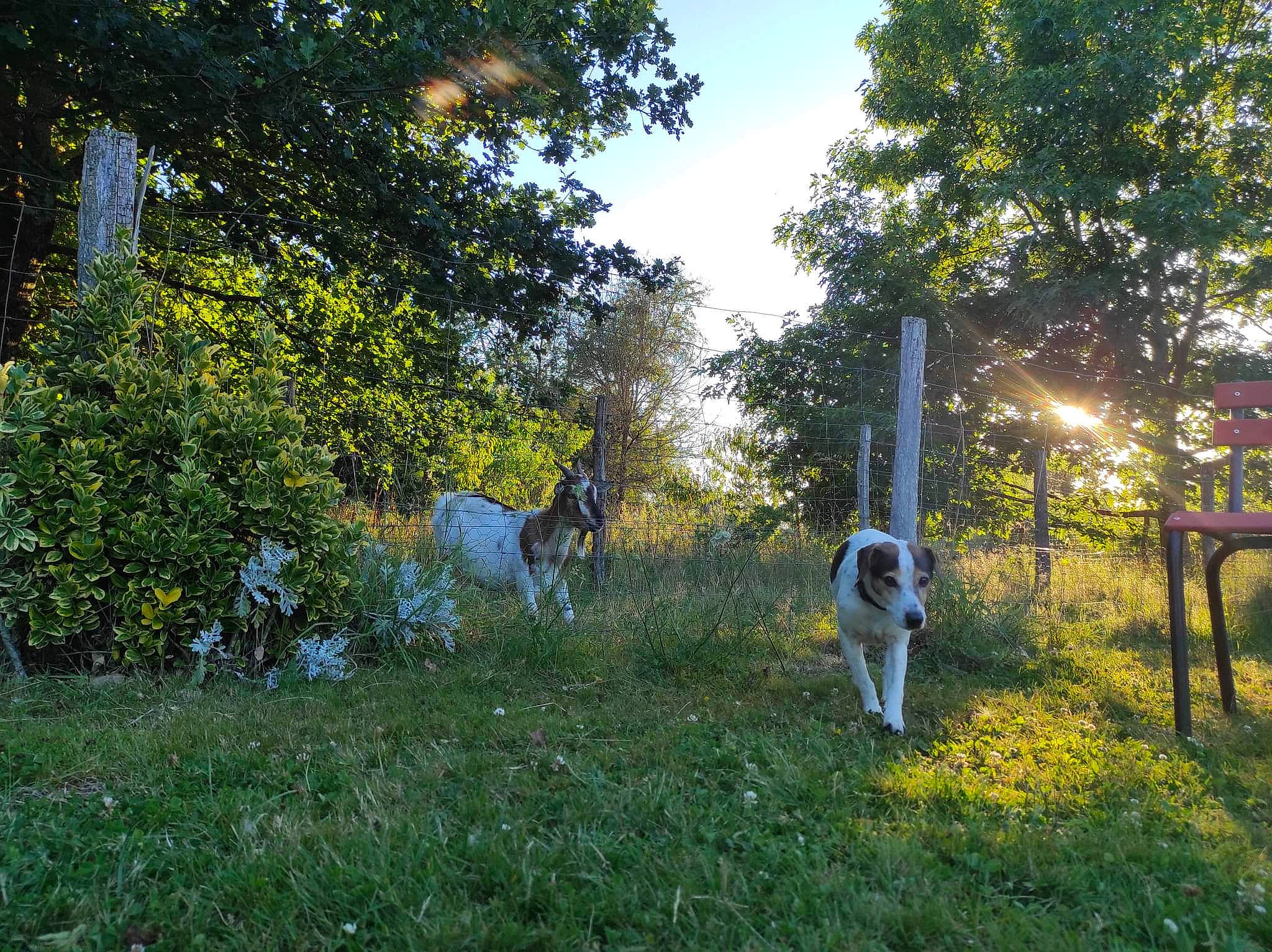 Genna a rejoint le concours — aidez-le/la à gagner de superbes lots ! dog_breed, fawn, forest, garden, grass, grassland, groundcover, grove, landscape, natural_landscape, nature_reserve, pasture, plant, shade, shrub, sky, tail, tree, wildlife, woodland