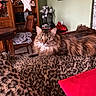cat, tabby_cat, feline, pet, animal, indoor, blanket, leopard_print, furniture, wooden_chair, wooden_table, decor, star_ornament, shelf, mirror, green_eyes, curious, cozy, living_room, relaxing