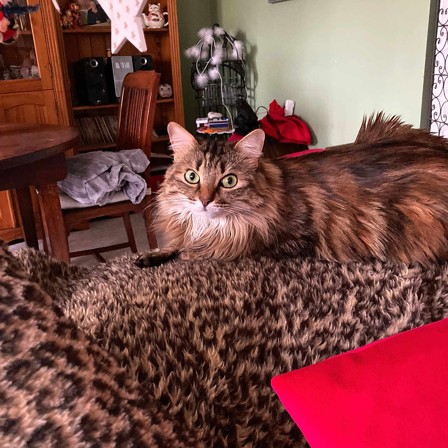 Starlette participe au concours pour gagner de l'argent avec cette photo : cat, tabby_cat, feline, pet, animal, indoor, blanket, leopard_print, furniture, wooden_chair, wooden_table, decor, star_ornament, shelf, mirror, green_eyes, curious, cozy, living_room, relaxing