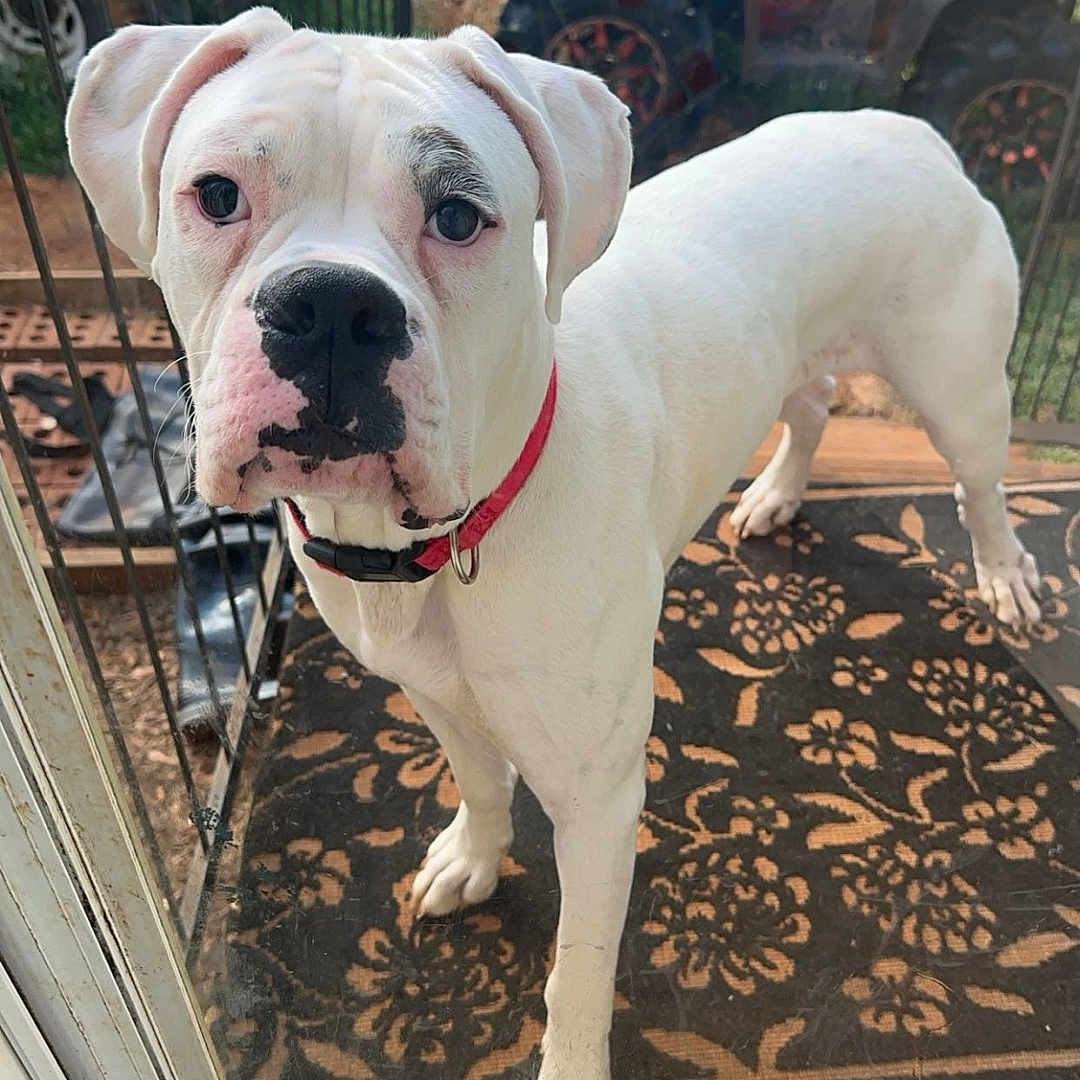Caine is registered to the contest to win money with this photo: animal, architecture, boxer, building, bulldog, canine, device, dog, grass, machine, outdoors, pet, pitbull, plant, pottedplant, shelter, spoke, transportation, vehicle, wheel
