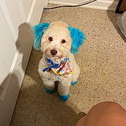 Klause is registered to the contest to win money with this photo: bandana, blue_ears, blue_paws, collar, cute, dog, door, dyed_ears, dyed_paws, groomed, human_leg, indoor, looking_up, pet, poodle, shadow, sitting, small_dog, speckled_floor, tile_floor