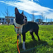 Alasdair is registered to the contest to win money with this photo: dog, black_and_white_dog, outdoor, grass, field, sunny, blue_sky, clouds, leash, collar, standing, animal, pet, park, urban_background, buildings, cars, trees, portrait, daylight