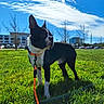 dog, black_and_white_dog, outdoor, grass, field, sunny, blue_sky, clouds, leash, collar, standing, animal, pet, park, urban_background, buildings, cars, trees, portrait, daylight
