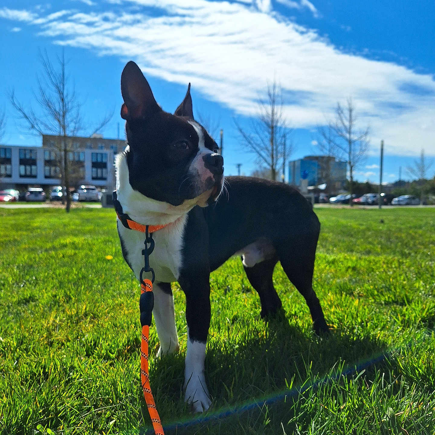 Alasdair is registered to the contest to win money with this photo: dog, black_and_white_dog, outdoor, grass, field, sunny, blue_sky, clouds, leash, collar, standing, animal, pet, park, urban_background, buildings, cars, trees, portrait, daylight
