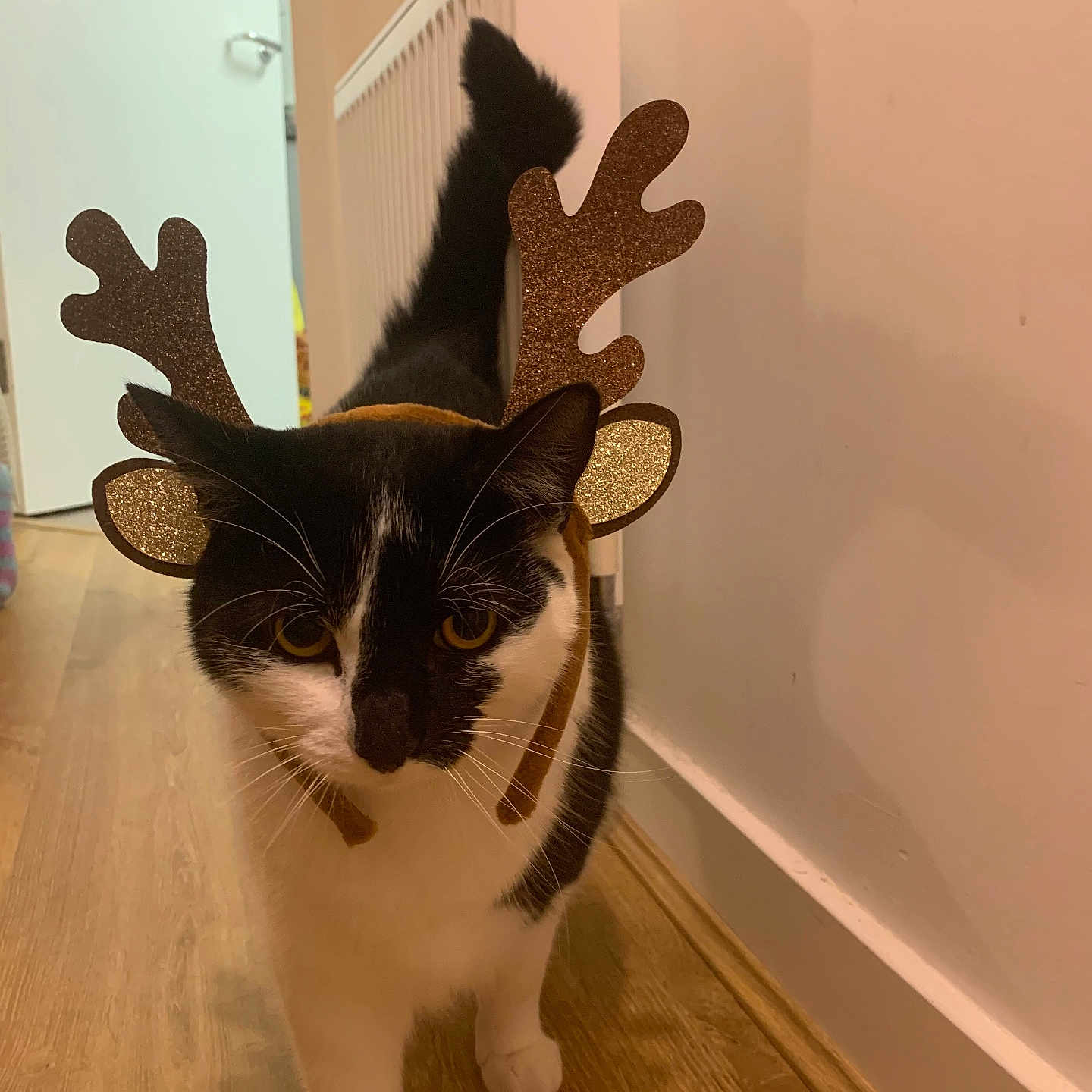 Smudge joined the competition — help win amazing prizes! animal, architecture, art, building, cartoon, cat, door, foyer, furniture, hardwood, indoors, interiordesign, kitten, manx, pet, plush, plywood, stainedwood, toy, wood
