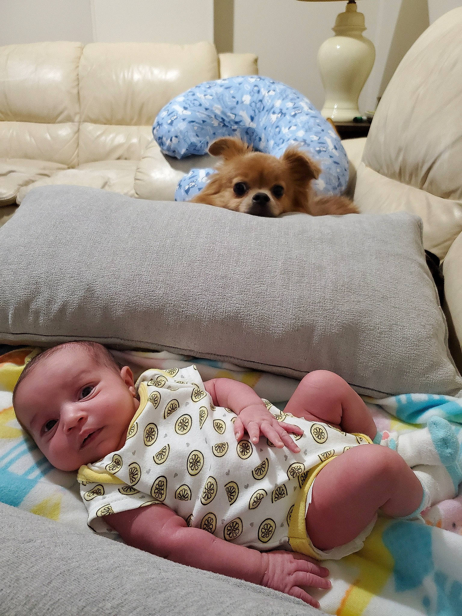 Zaelah is registered to the contest to win money with this photo: baby, baby_sleeping, bed, bedtime, blanket, canidae, chihuahua, child, comfort, companion_dog, couch, dog, dog_breed, furniture, nap, person, room, sleep, toddler