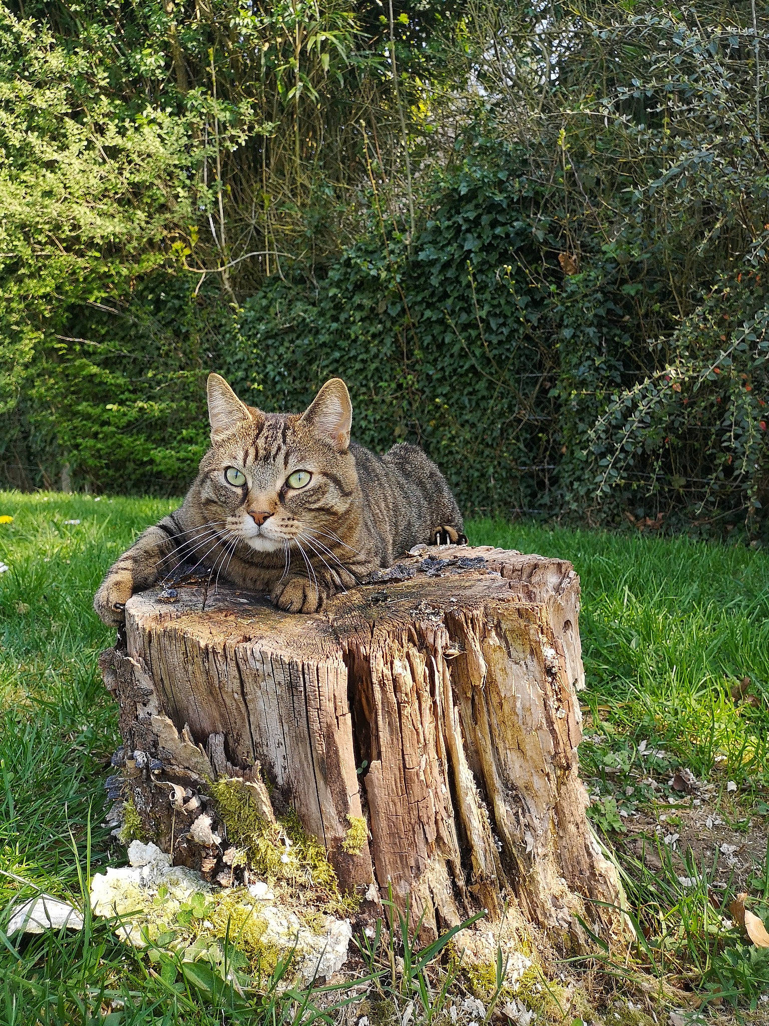 Galak participe au concours pour gagner de l'argent avec cette photo : carnivore, cat, domestic_short_haired_cat, european_shorthair, felidae, grass, lynx, pixie_bob, plant, rusty_spotted_cat, small_to_medium_sized_cats, sokoke, tabby_cat, tree, tree_stump, trunk, whiskers, wild_cat, wildlife, wood