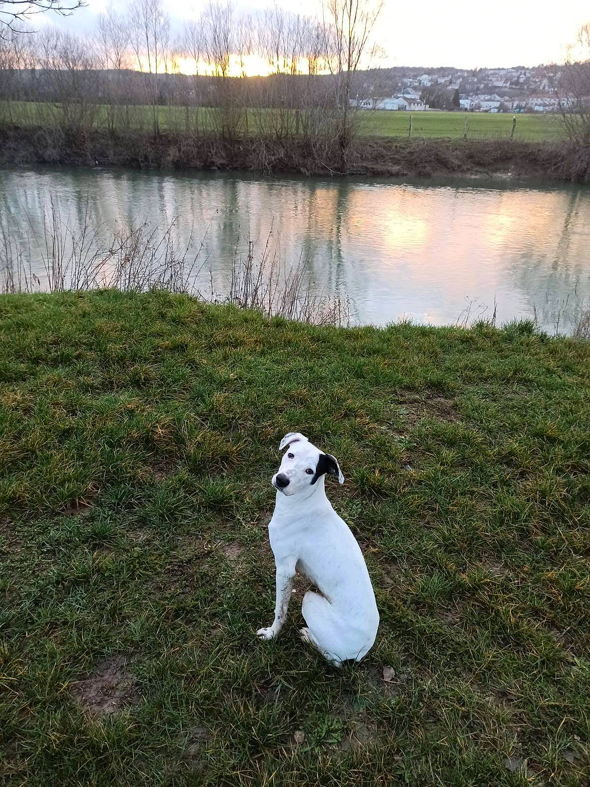 Atos participe au concours pour gagner de l'argent avec cette photo : bank, carnivore, companion_dog, dog, dog_breed, fawn, grass, grassland, lacustrine_plain, lake, landscape, meadow, natural_landscape, pasture, plant, sky, tree, water, wetland, working_animal
