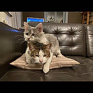 Sweety a rejoint le concours — aidez-le/la à gagner de superbes lots ! cat, cats, pillow, couch, leather_couch, striped_pillow, gray_cat, tabby_cat, indoor, living_room, furniture, pet, animal, whiskers, ears, fur, resting, two_animals, domestic_cat, cute