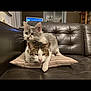 cat, cats, pillow, couch, leather_couch, striped_pillow, gray_cat, tabby_cat, indoor, living_room, furniture, pet, animal, whiskers, ears, fur, resting, two_animals, domestic_cat, cute