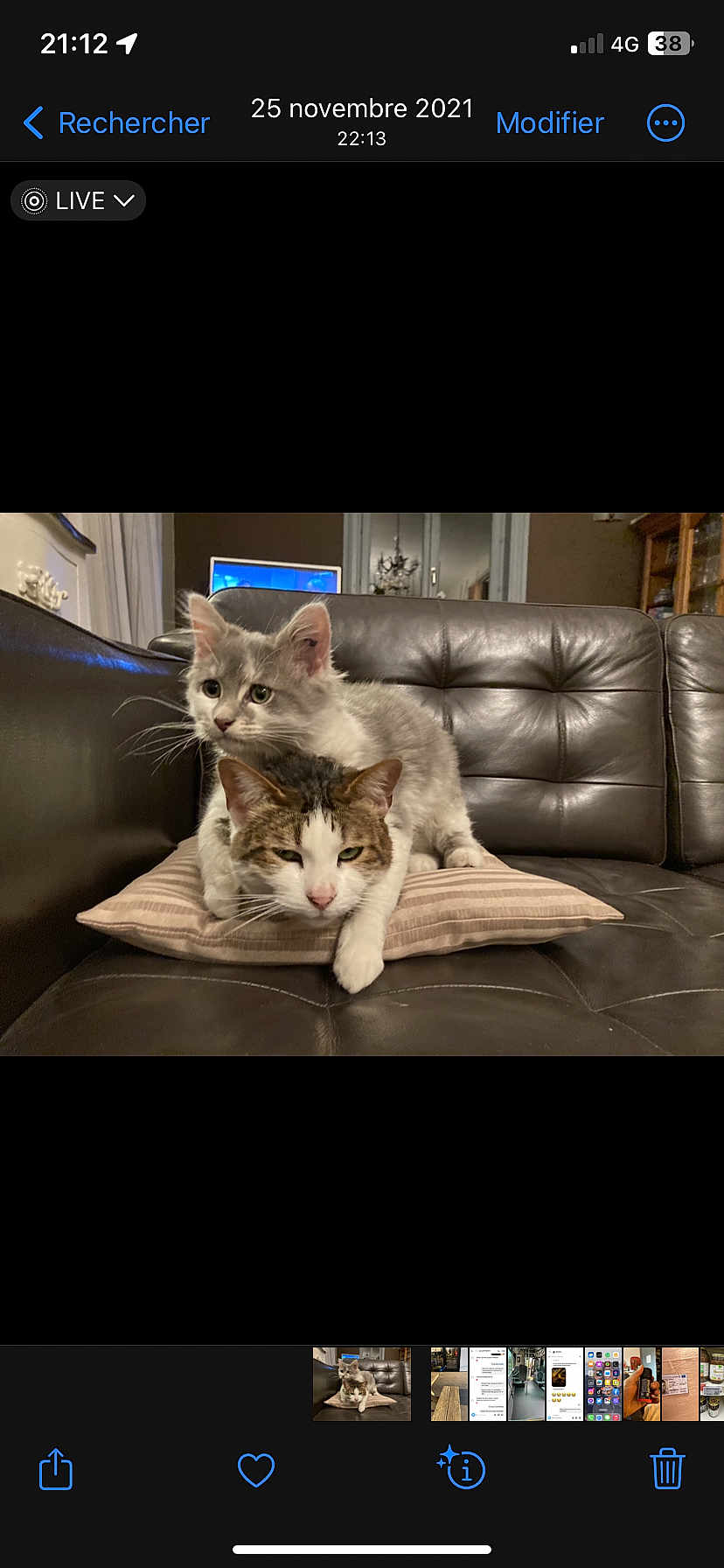 Sweety a rejoint le concours — aidez-le/la à gagner de superbes lots ! cat, cats, pillow, couch, leather_couch, striped_pillow, gray_cat, tabby_cat, indoor, living_room, furniture, pet, animal, whiskers, ears, fur, resting, two_animals, domestic_cat, cute