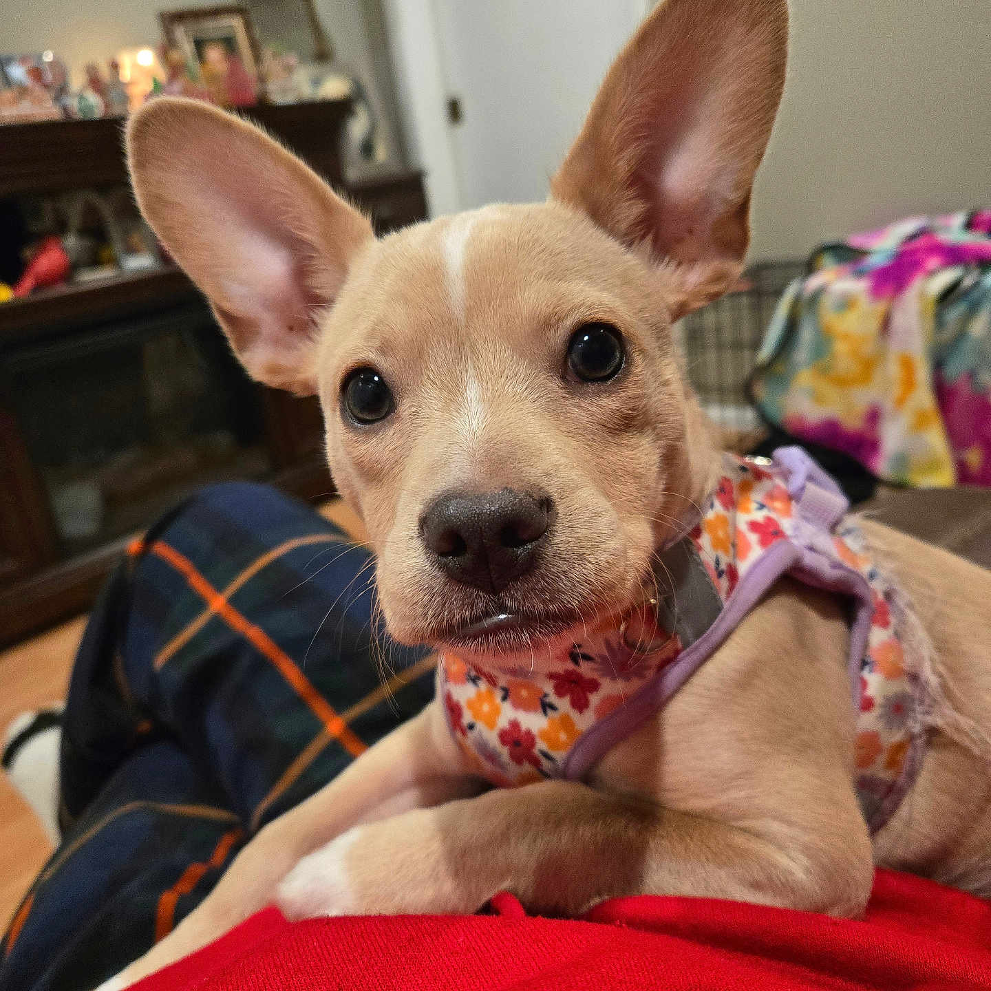 Roxie Loo is registered to the contest to win money with this photo: animal, brown_dog, close_up, cozy, curious, cute, dog, ears, fireplace, harness, indoor, lap, living_room, pet, plaid_pants, puppy, red_clothing, relaxed, wood_floor, young_dog