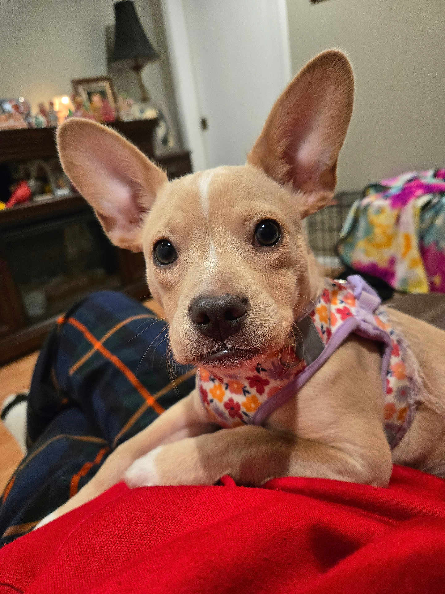 Roxie Loo is registered to the contest to win money with this photo: puppy, dog, pet, close_up, indoor, ears, harness, animal, cute, lap, plaid_pants, red_clothing, cozy, fireplace, living_room, wood_floor, curious, young_dog, brown_dog, relaxed