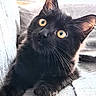 Joey a rejoint le concours — aidez-le/la à gagner de superbes lots ! animal, blackcat, cat, couch, furniture, kitten, manx, pet
