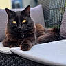 black_cat, cat, pet, animal, feline, yellow_eyes, sofa, cushion, outdoor_furniture, woven_sofa, relaxed, resting, domestic_cat, fur, whiskers, paws, indoor_outdoor, home, cozy, comfort