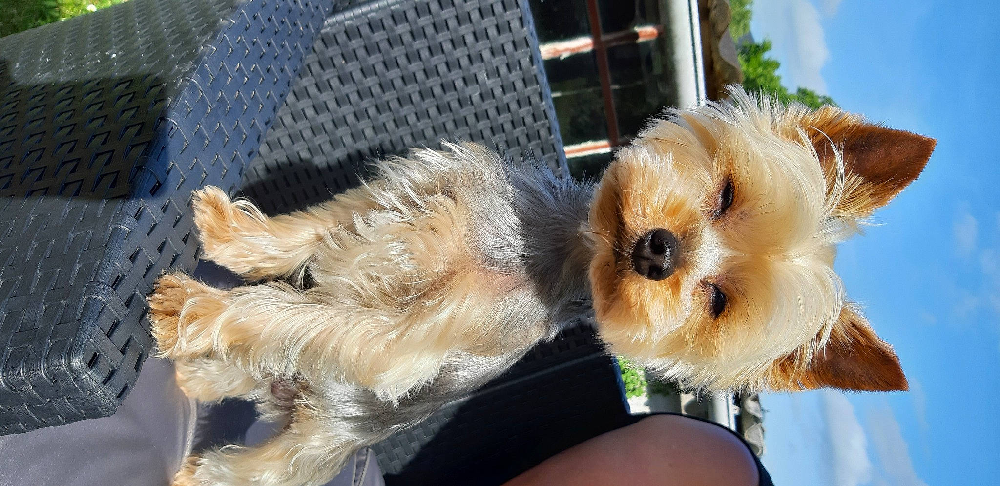 Looki a rejoint le concours — aidez-le/la à gagner de superbes lots ! canidae, carnivore, cavachon, companion_dog, dog, dog_breed, dutch_smoushond, maltepoo, mammal, morkie, norwich_terrier, puppy, schnoodle, small_terrier, sporting_lucas_terrier, terrier, toy_dog, vertebrate, yorkipoo, yorkshire_terrier