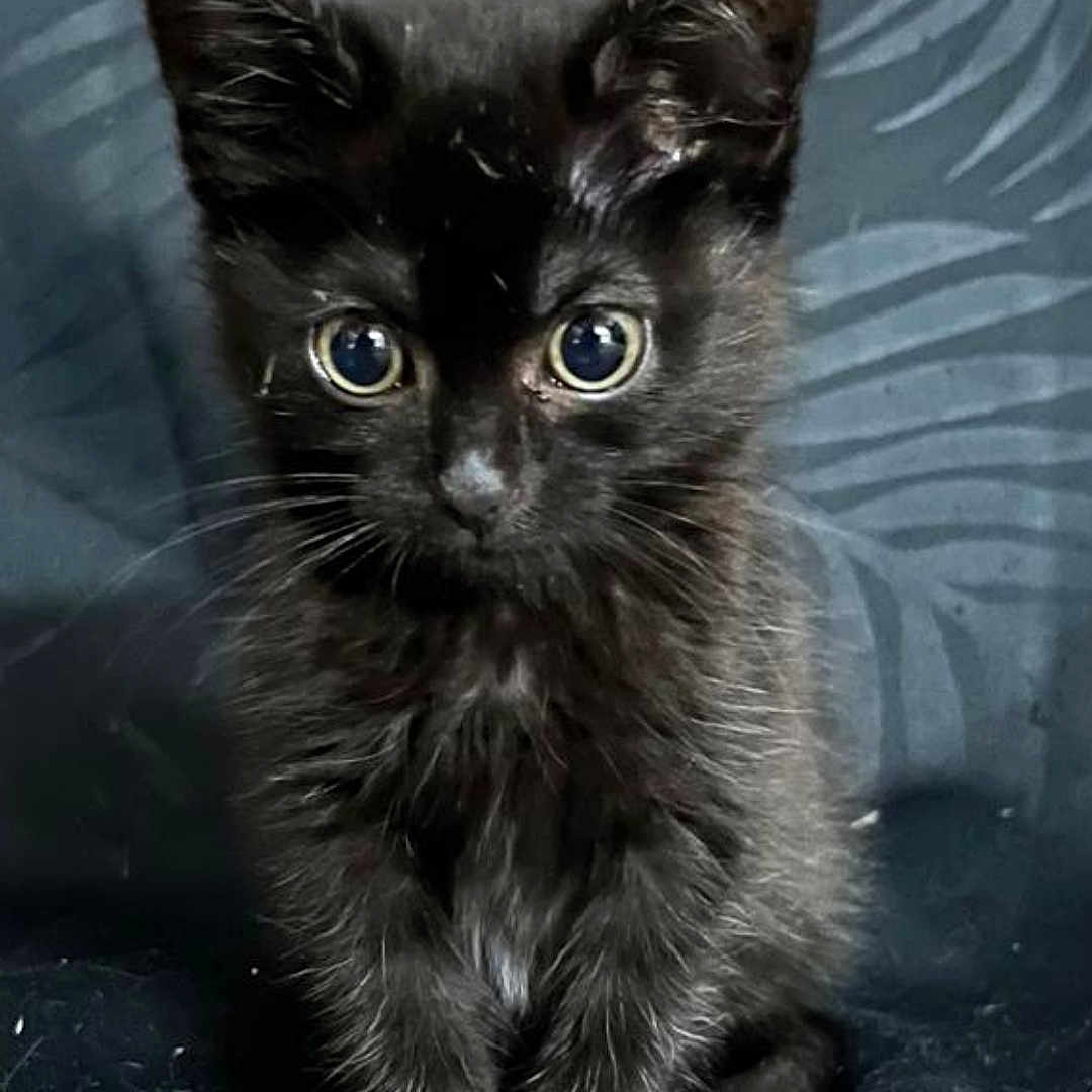 Moon a rejoint le concours — aidez-le/la à gagner de superbes lots ! angora, animal, blackcat, cat, kitten, manx, pet